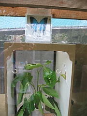 092 Kuranda Butterfly Sanctuary